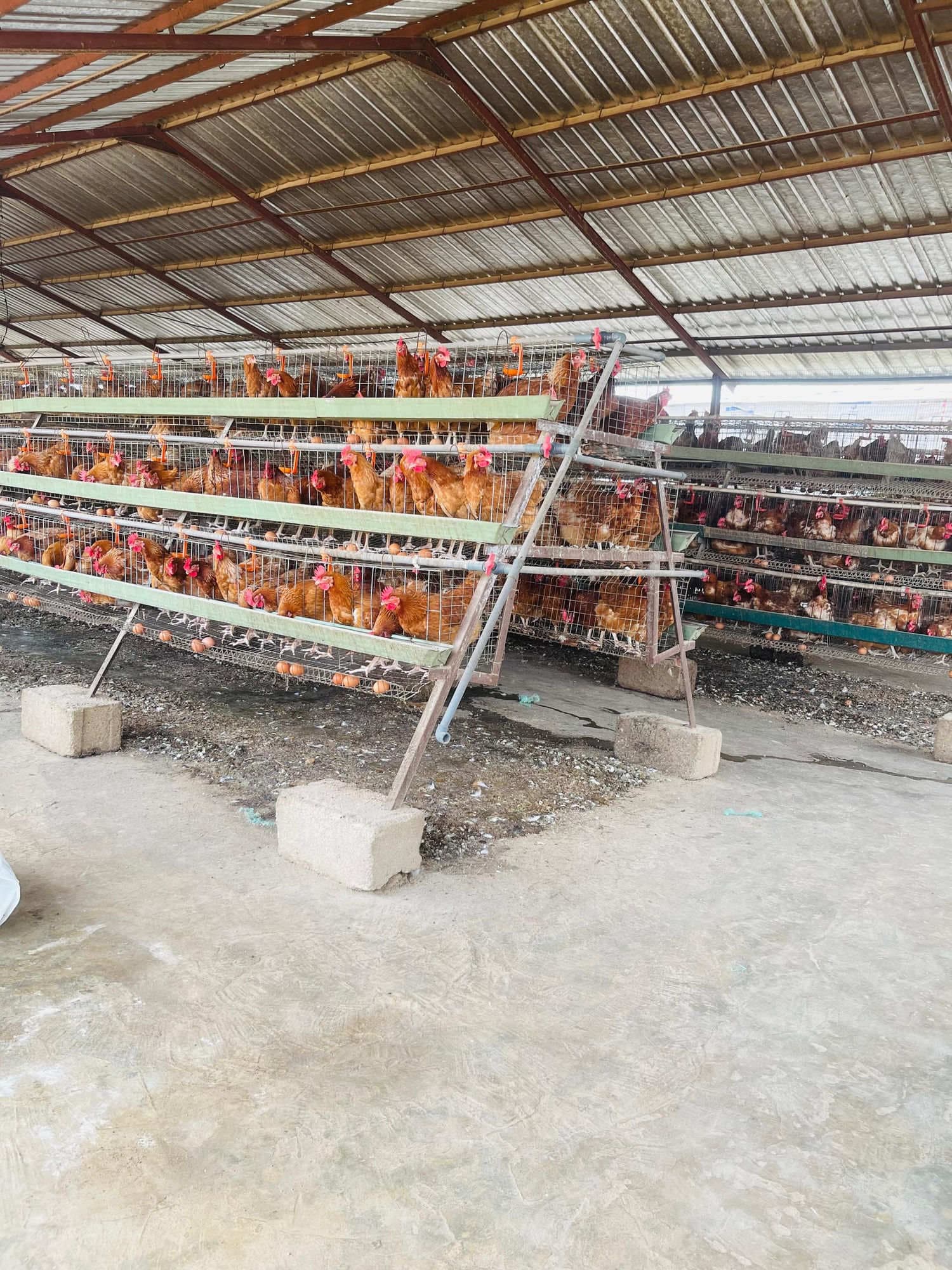 Why Poultry Health Management Matters