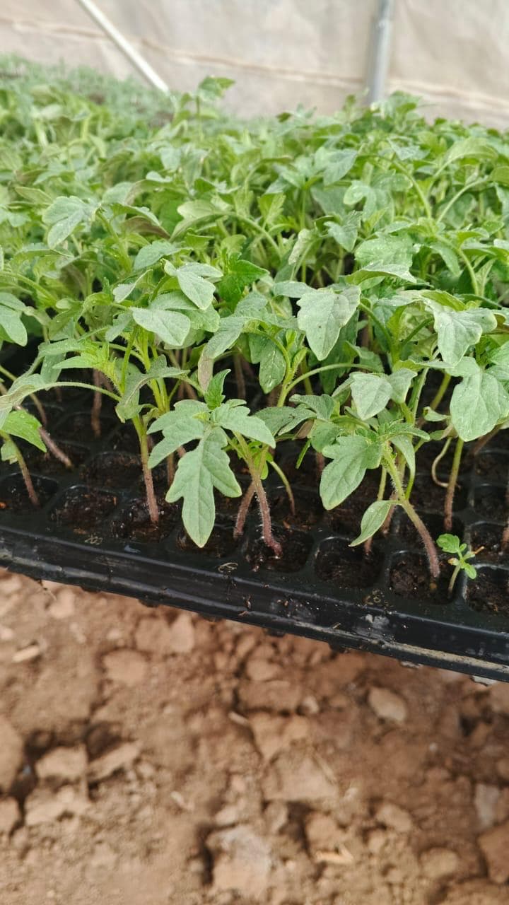 Nursery and Seedling Management: Setting Crops Up for Success