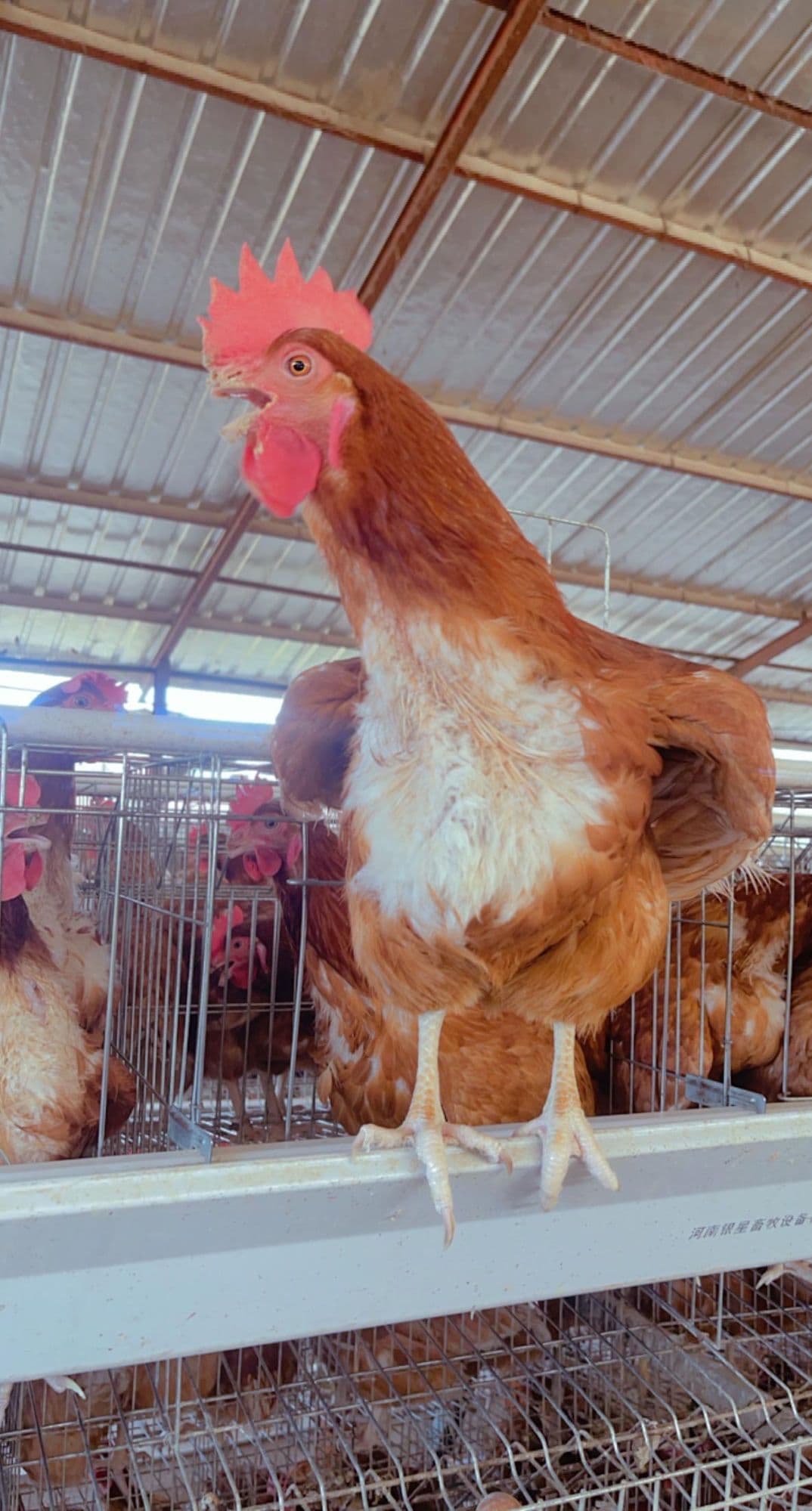 Responsible Kennel Care: The Overlooked Side of Integrated Farming