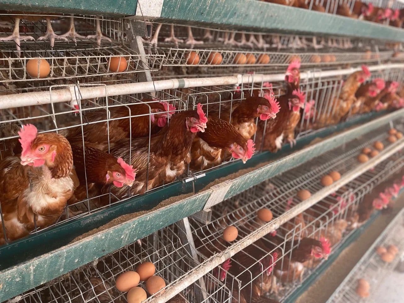 Egg Production Best Practices: Lessons from Kuzulake Farms' Poultry House