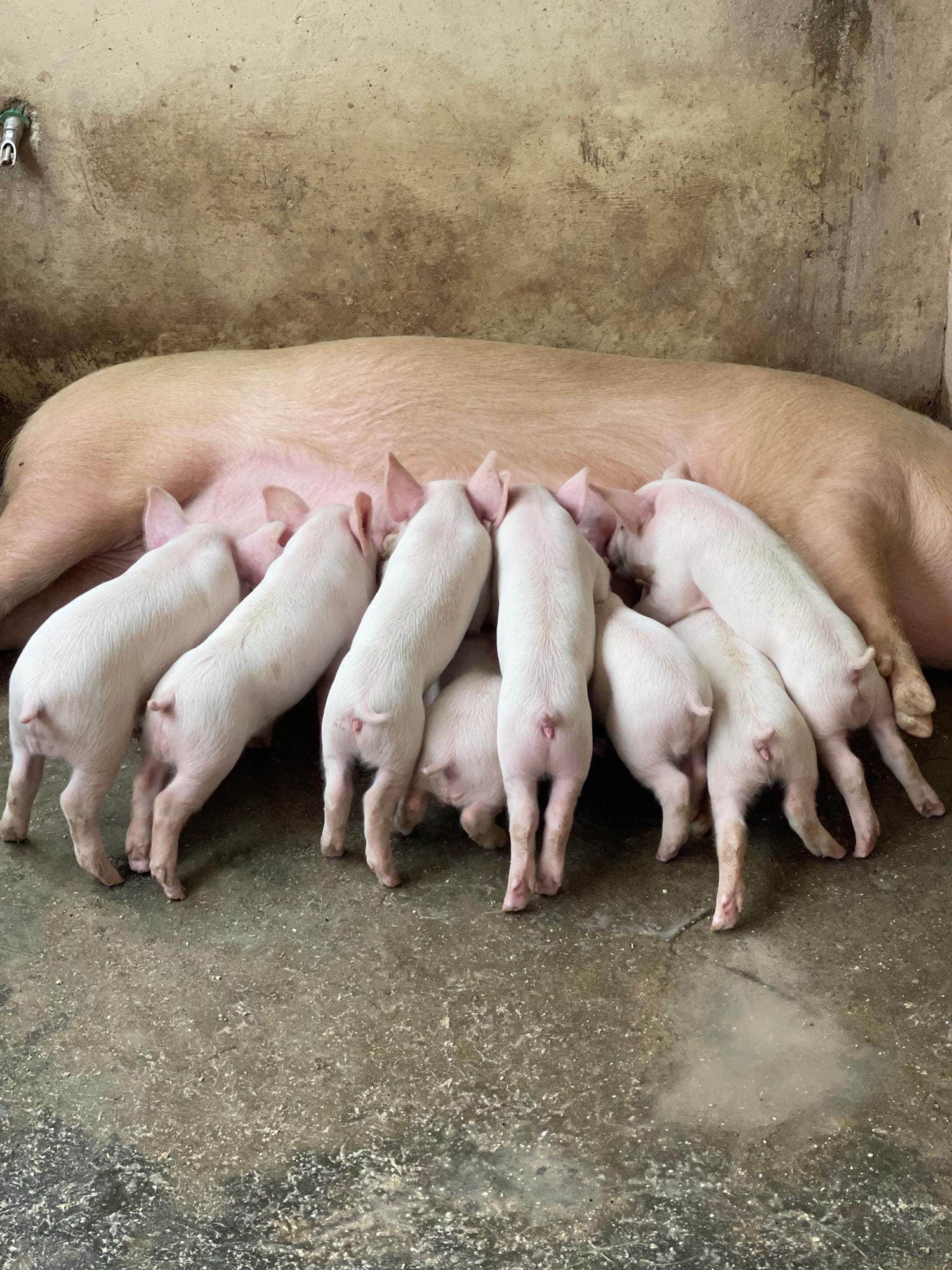 Livestock