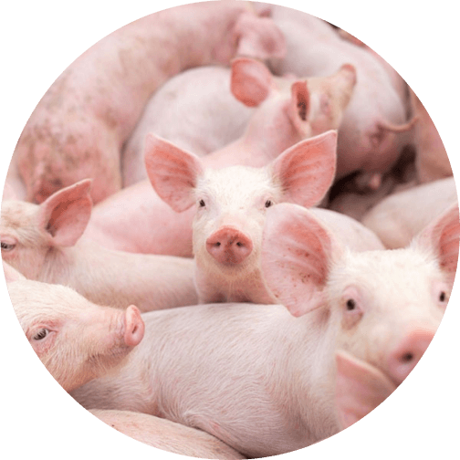 Piggery Farming 101: How Kuzulake Farms Raises Market-Ready Pigs in Plateau State
