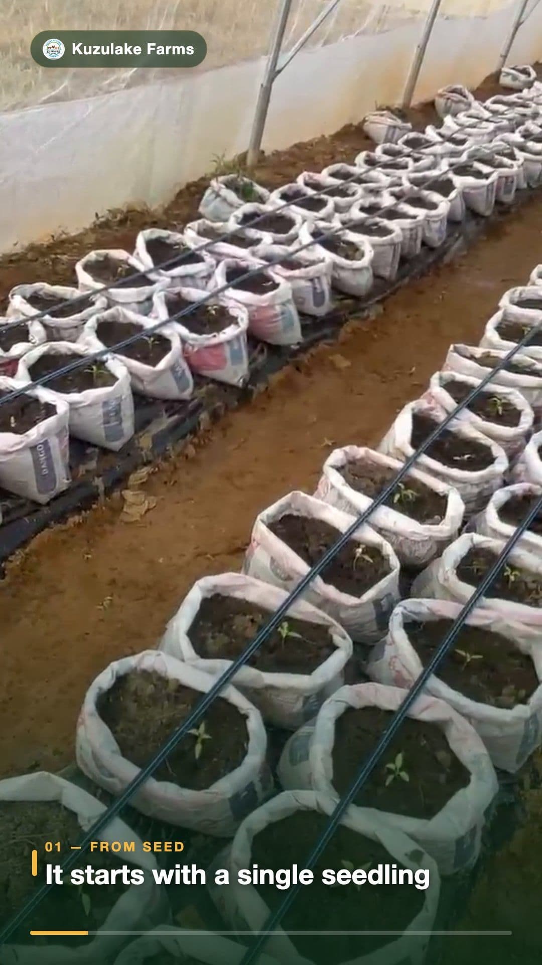 Sack / Containerized Farming