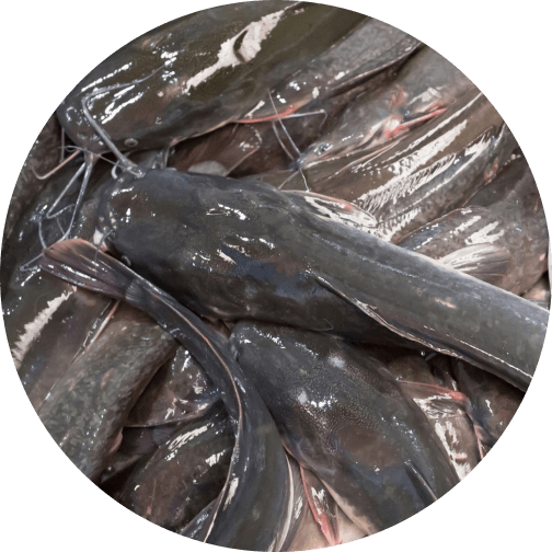 Fish Farming in Jos: Why Plateau State's Climate Is Ideal for Aquaculture